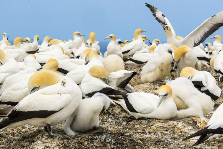 new zealand hawkes bay cape kidnappers gannet colony istk