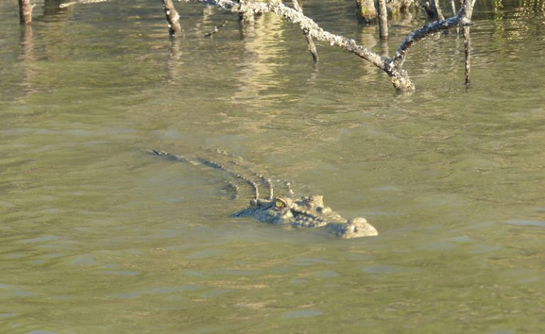 australia bamurru plains crocodile