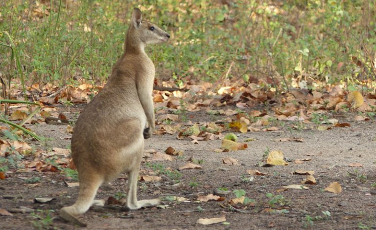 australia bamurru plains kangaroo