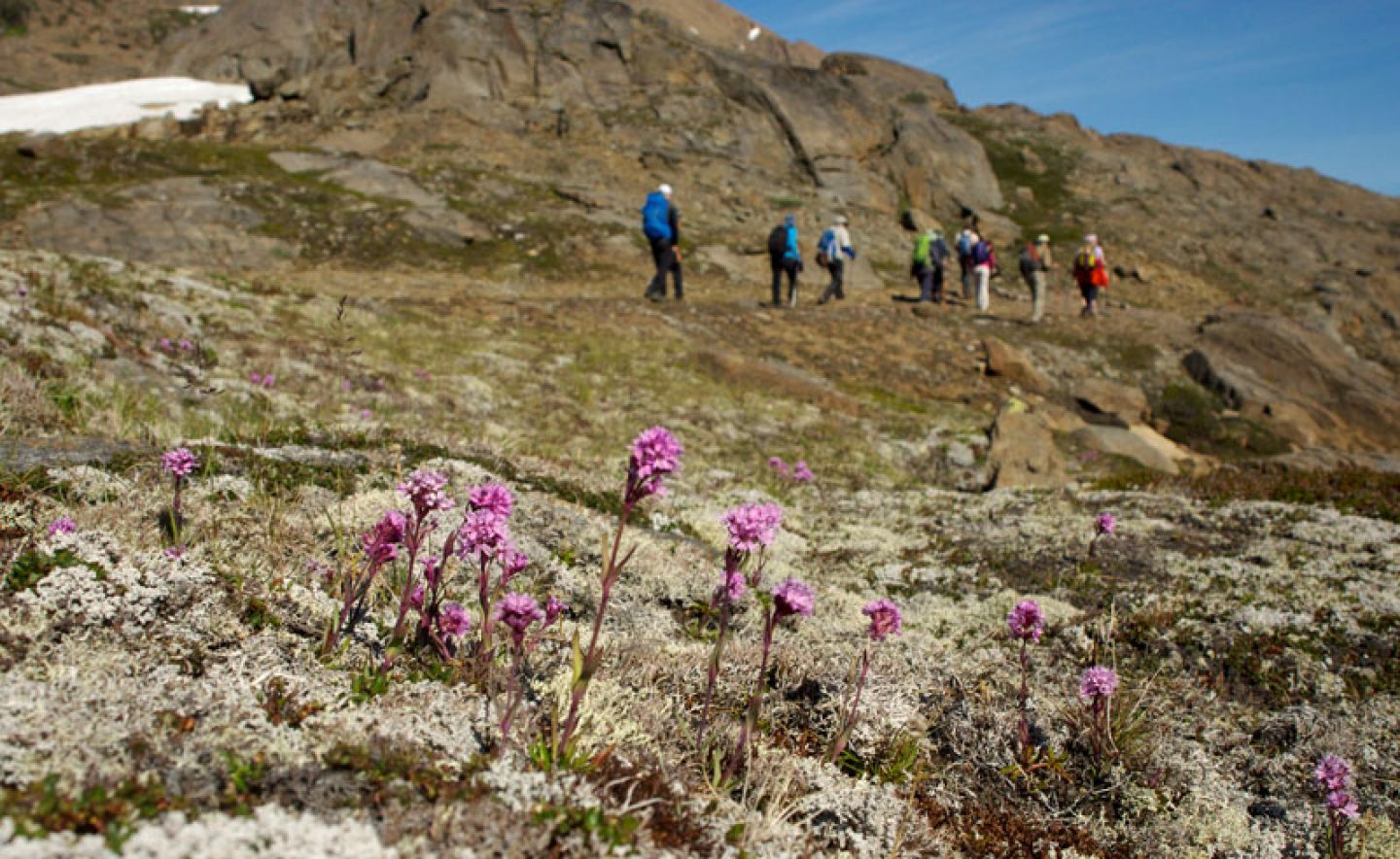 greenland hiking alpine catchfly tundra flower