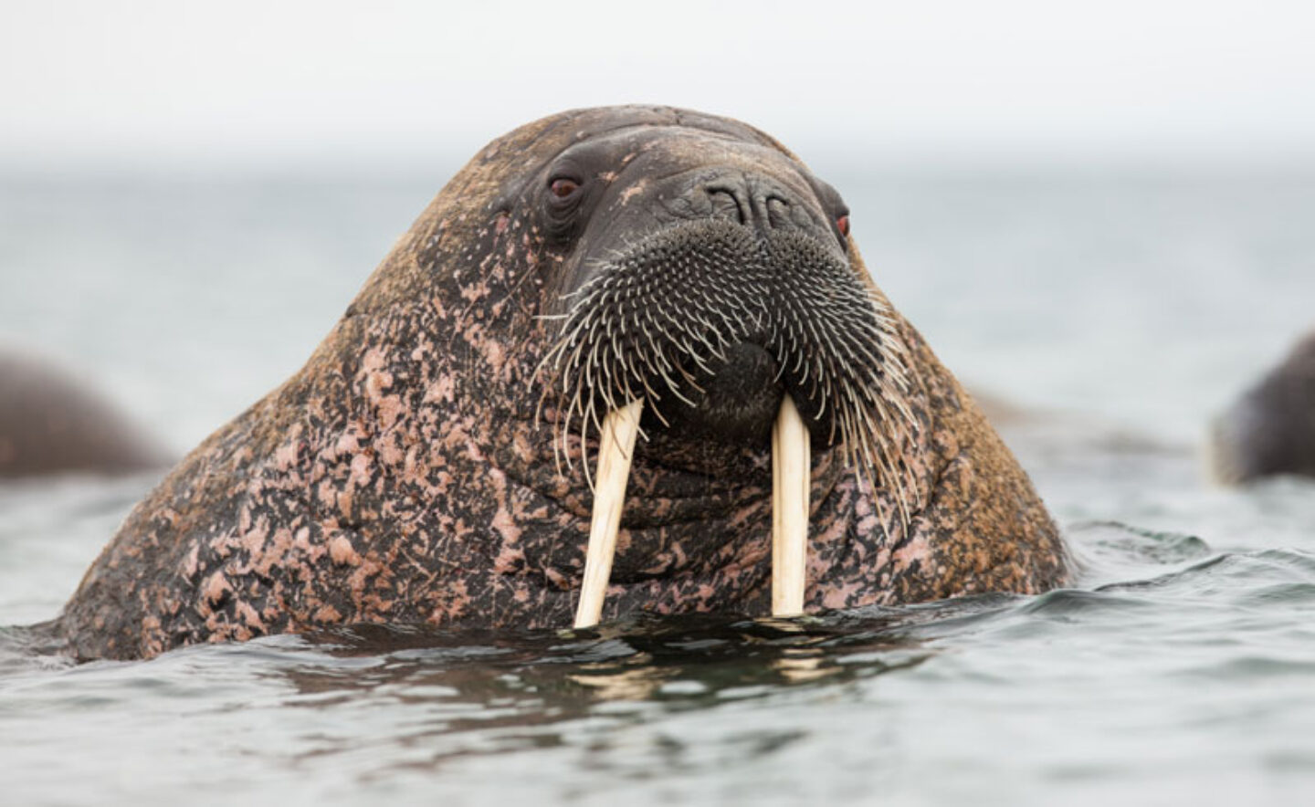 arctic spitsbergen walrus close up