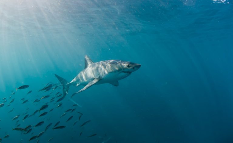 great white shark south africa iStock