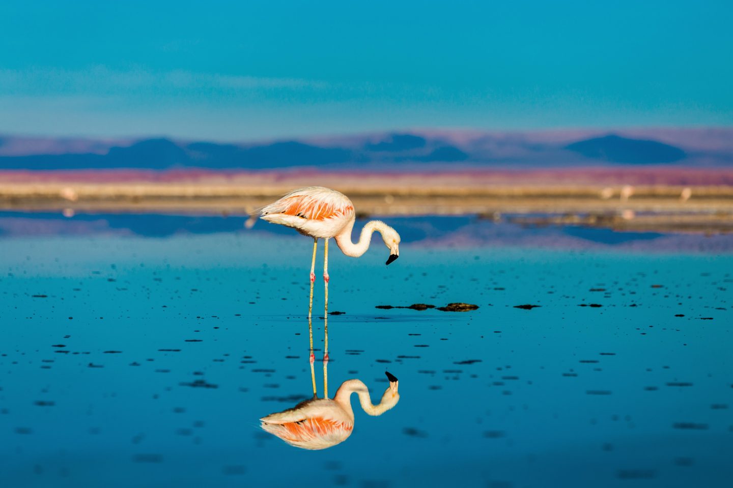chile atacama flamingo reflection istk