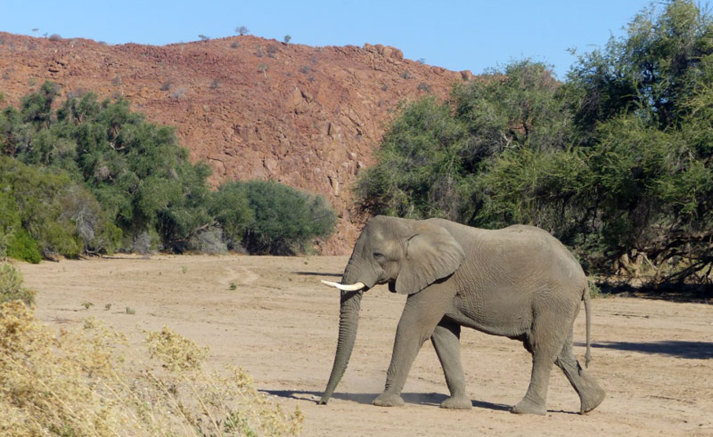 desert adapted elephant damaraland namibia