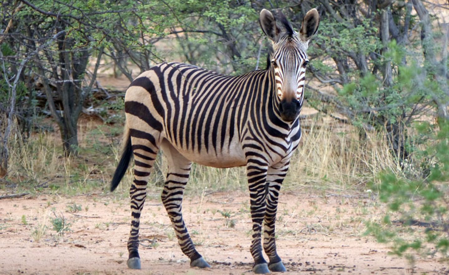 hartmanns mountain zebra okonjima namibia