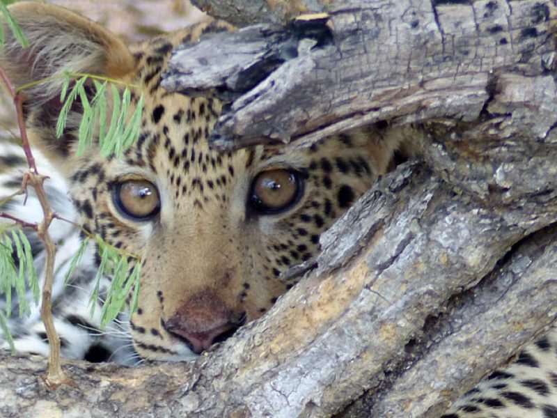 leopard cub portrait okonjima namibia
