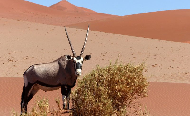 oryx sossusvlei namibia