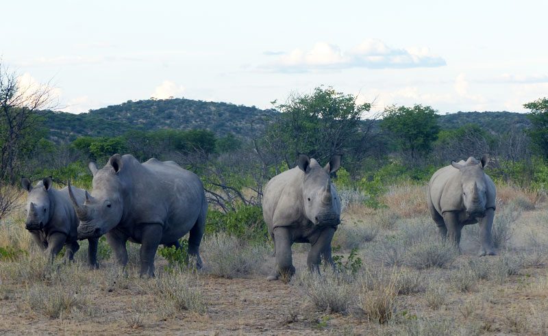 tracking white rhino ongava namibia