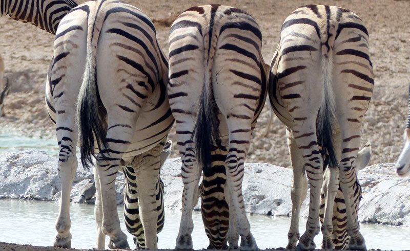 zebra etosha national park namibia