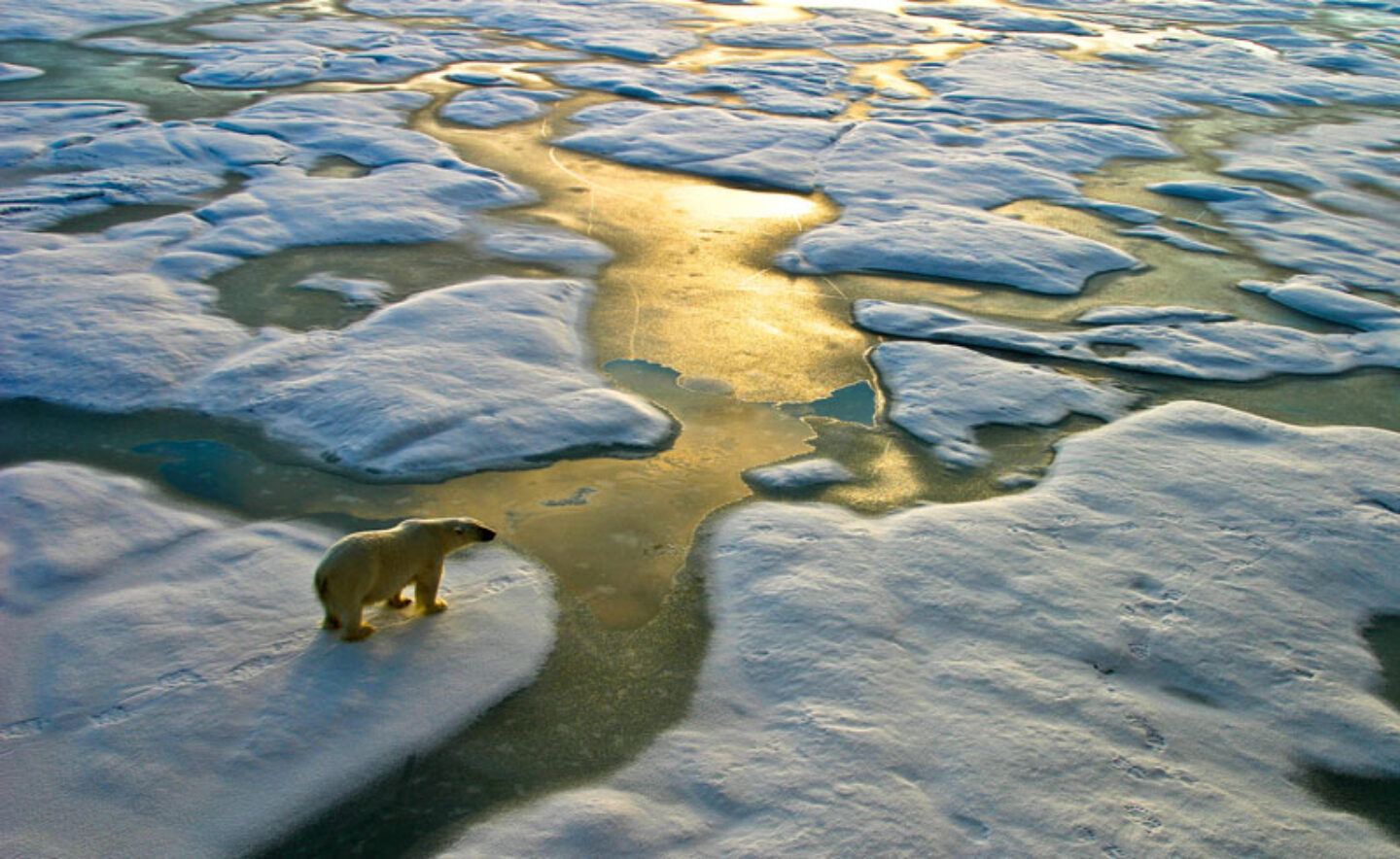 arctic spitsbergen polar bear