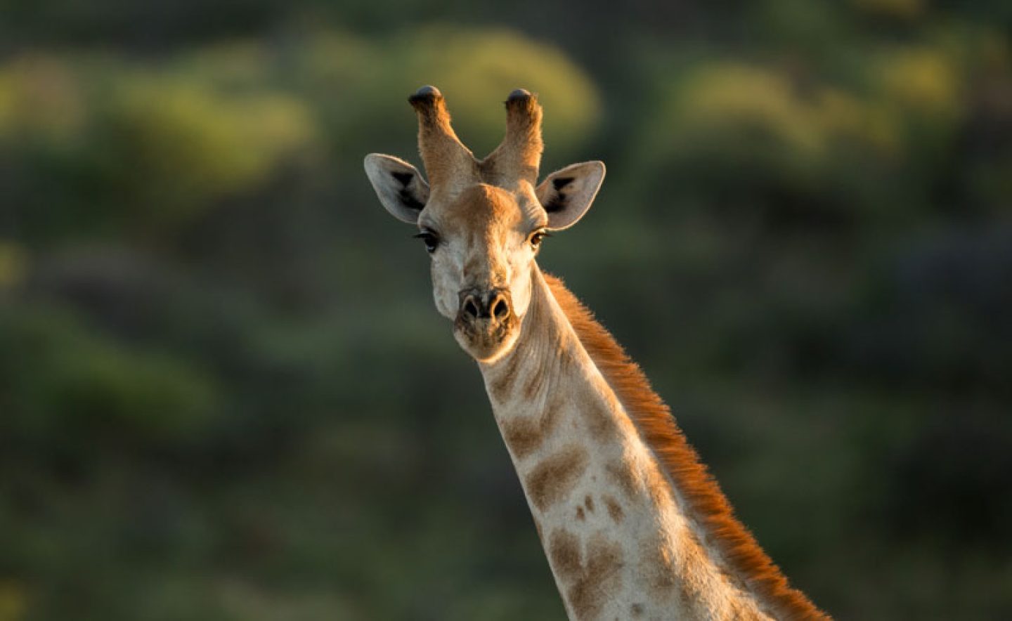 giraffe namibia photography