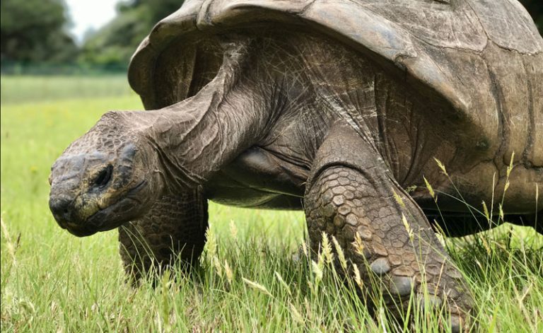 jonathan the giant tortoise st helena emma thomson