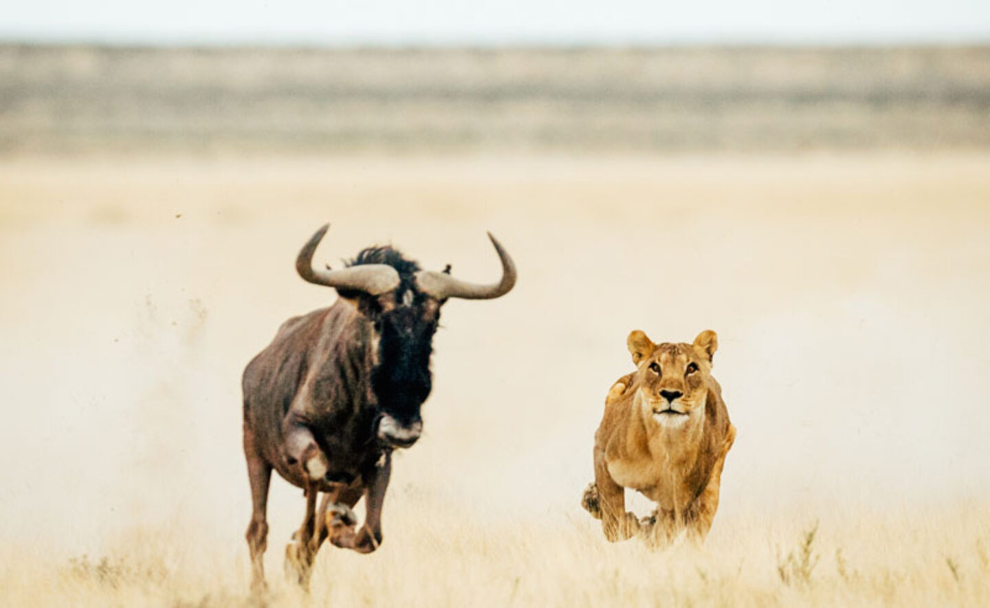 lion namibia photography