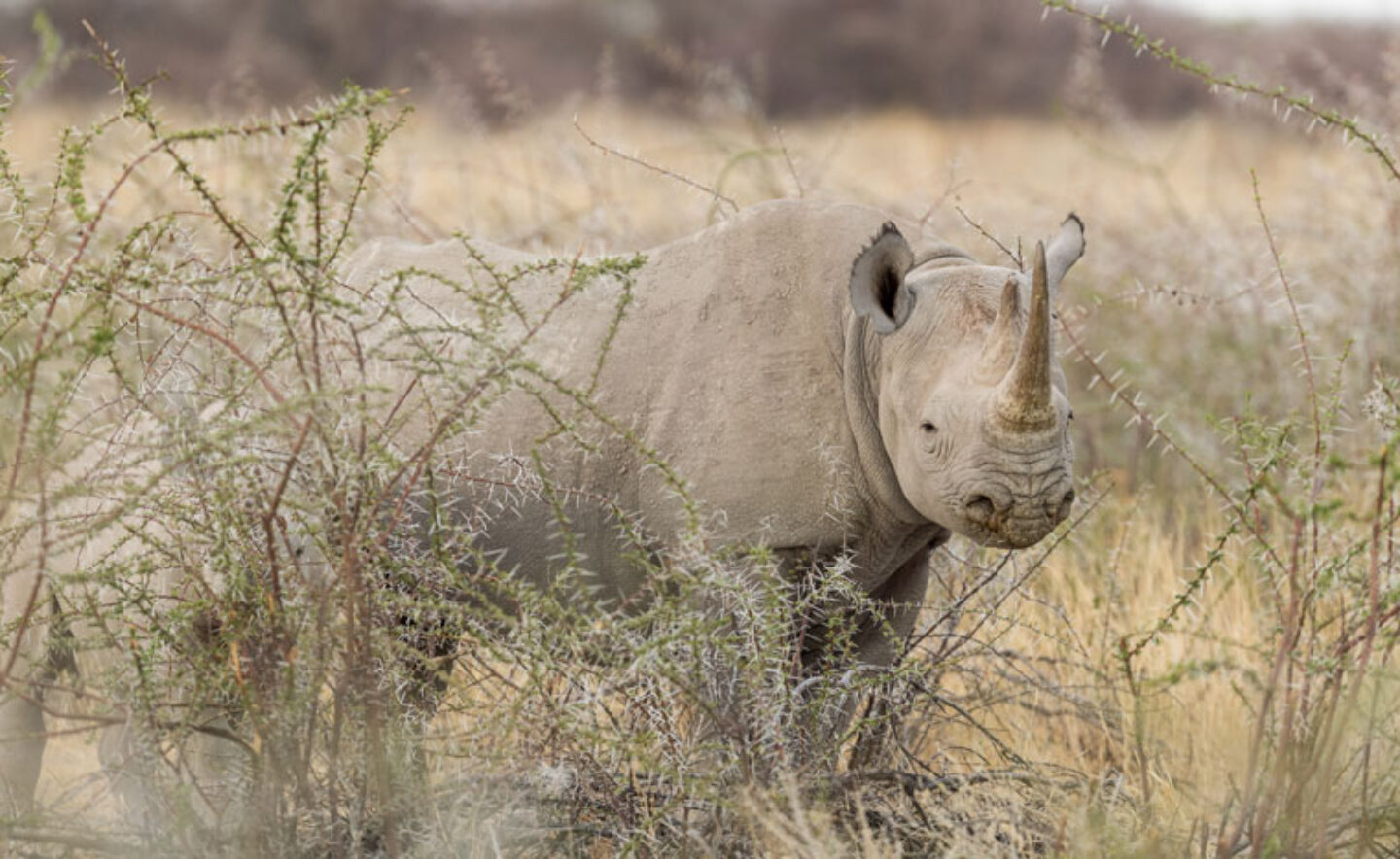 rhino namibia photography