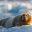 svalbard bearded seal hauled out on ice be