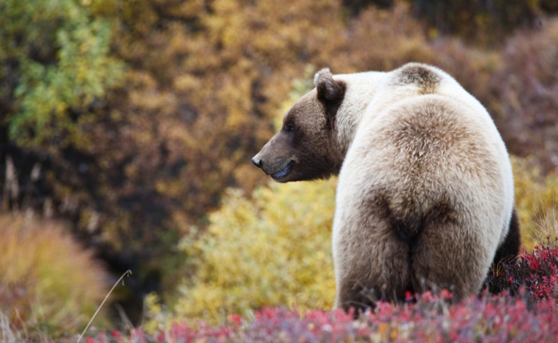 alaska denali national park grizzly bear do