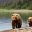 alaska grizzly bears shoreline istk