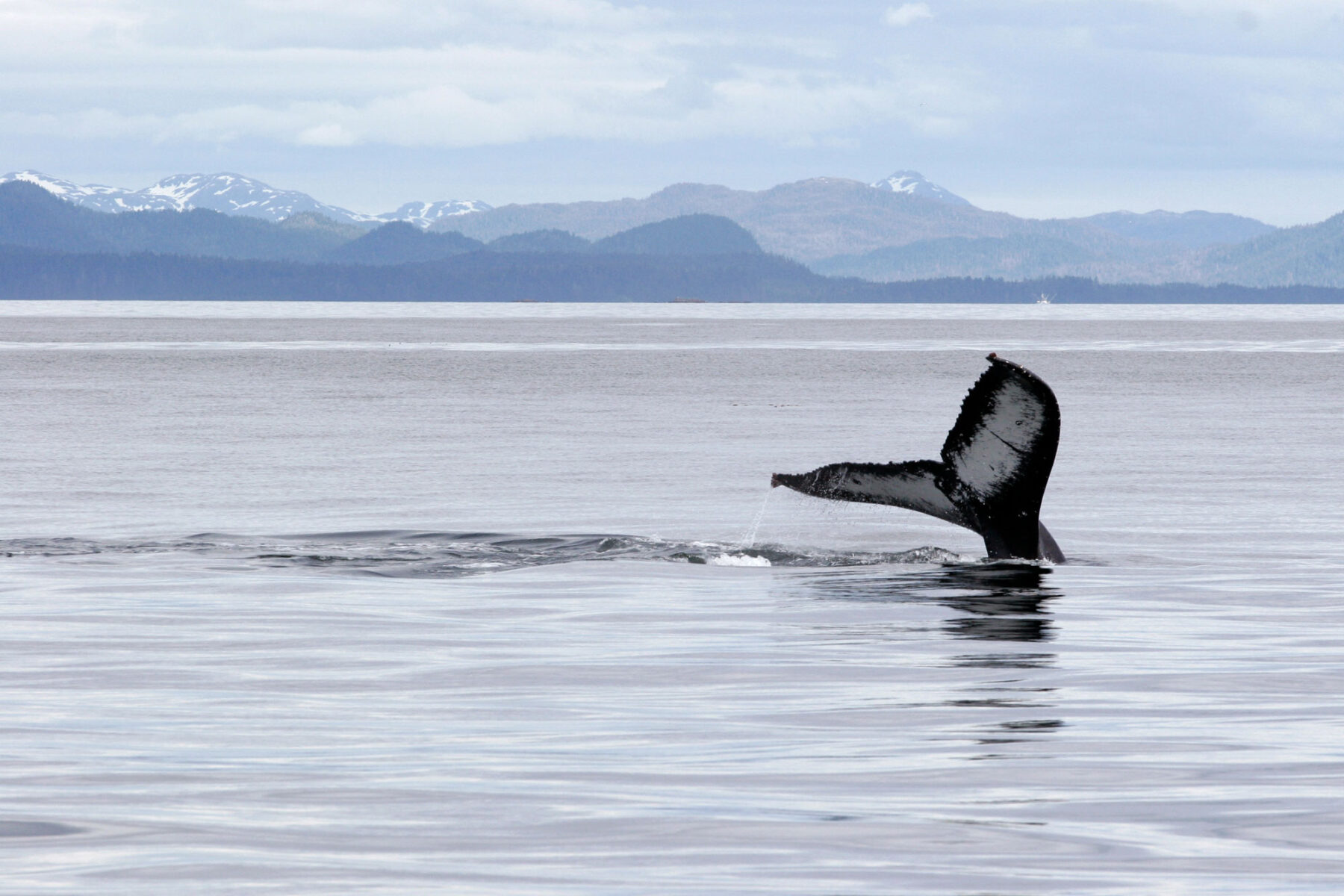Humpback whale, Alaska