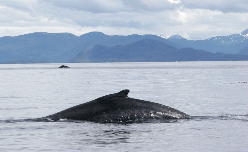 alaska sitka humpback whales atia