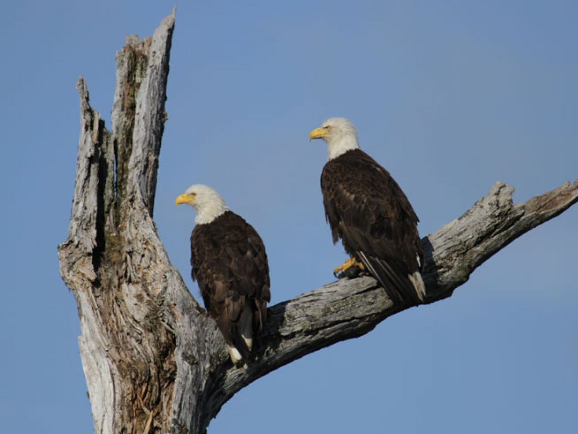 alaska wildlife bald eagles wg