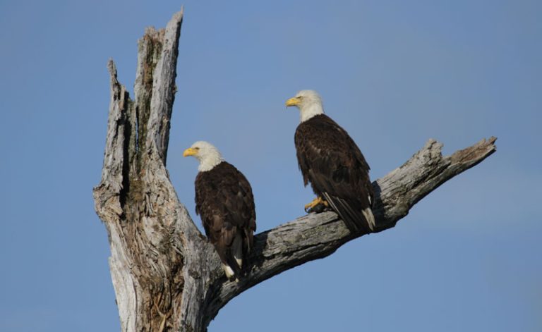 alaska wildlife bald eagles wg