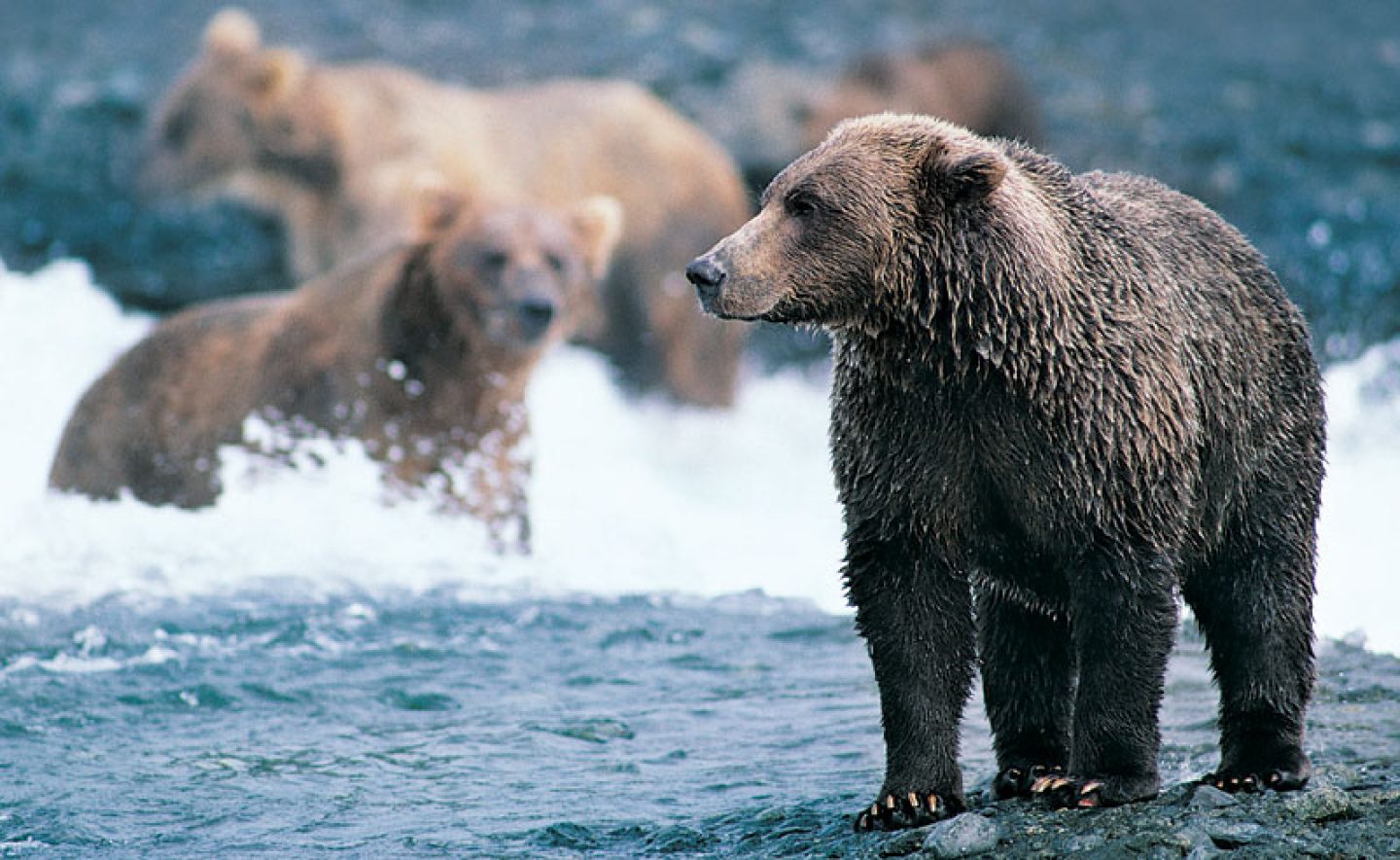 alaska wildlife grizzly bear2 rh