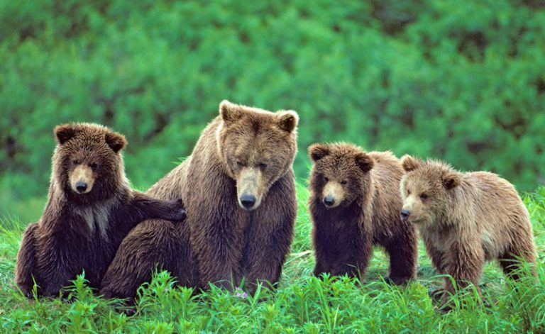 alaska wildlife grizzly bears mother cubs bca