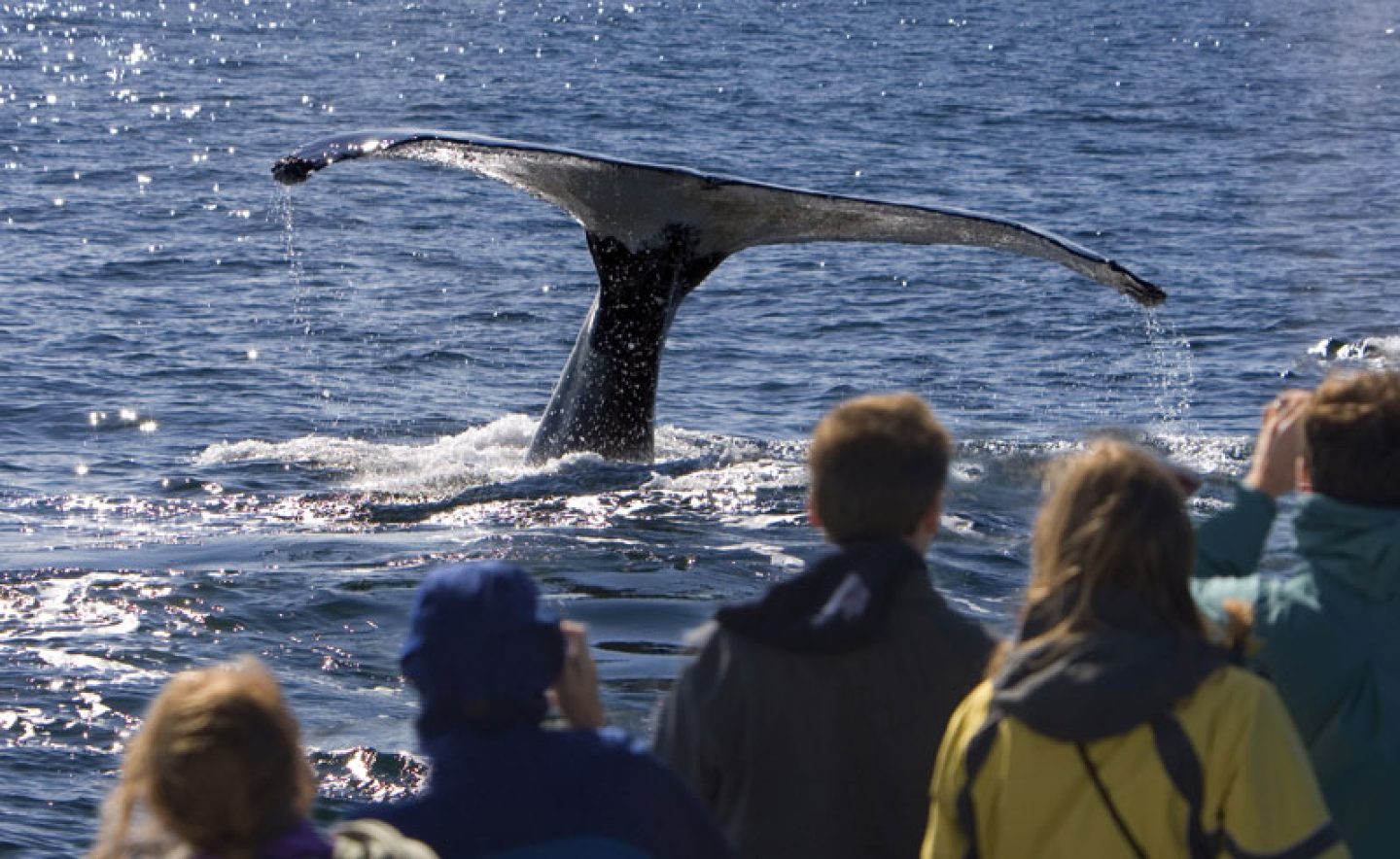 alaska wildlife whale watching istock