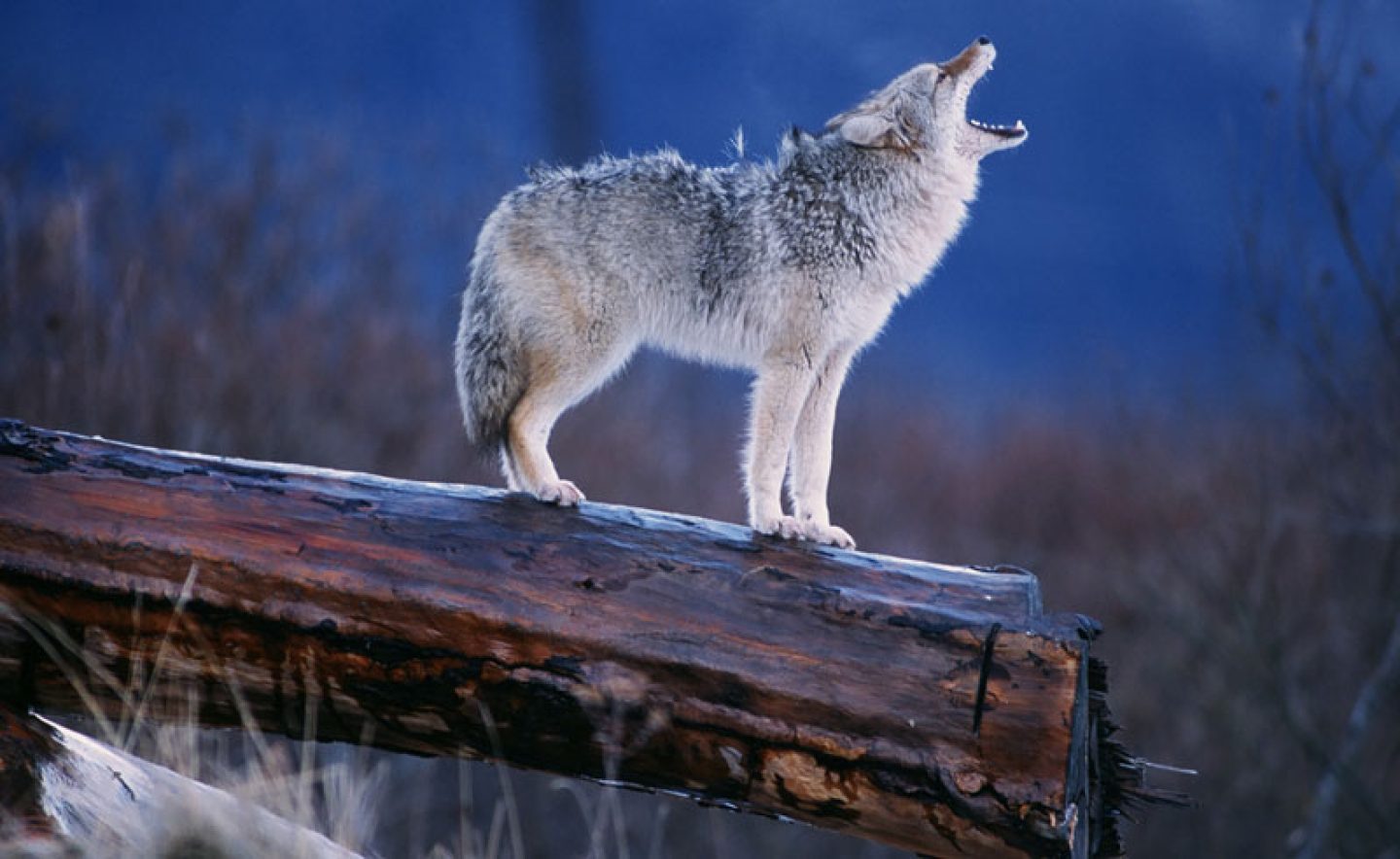 alaska wildlife wolf