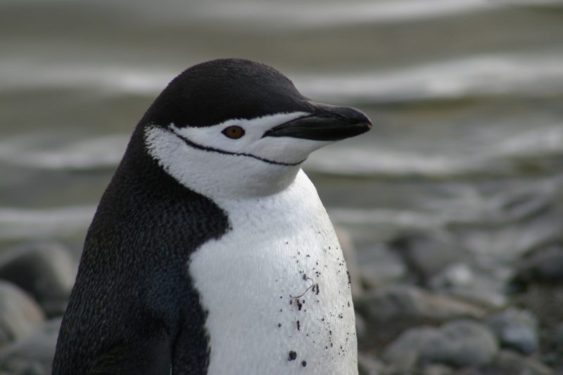 antarctic chinstrap penguin pf