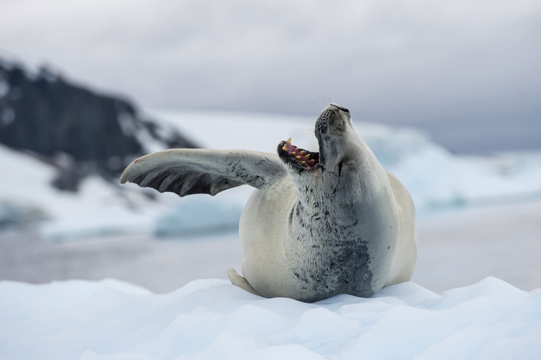 antarctic wildlife crabeater seal istock