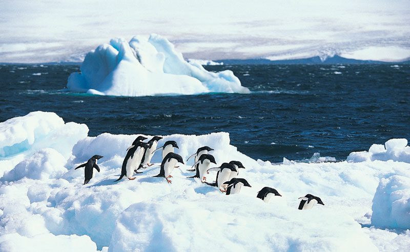 antarctica adelie penguins rh