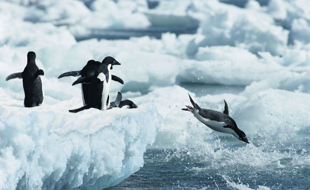 antarctica adelie penguins3 rh