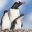 antarctica gentoo penguin and chicks rh