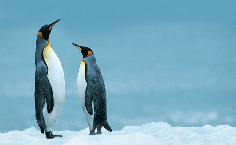 antarctica king penguins rh