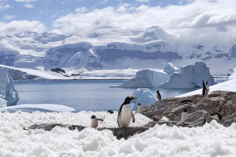 antarctica peninsula gentoo penguins istock