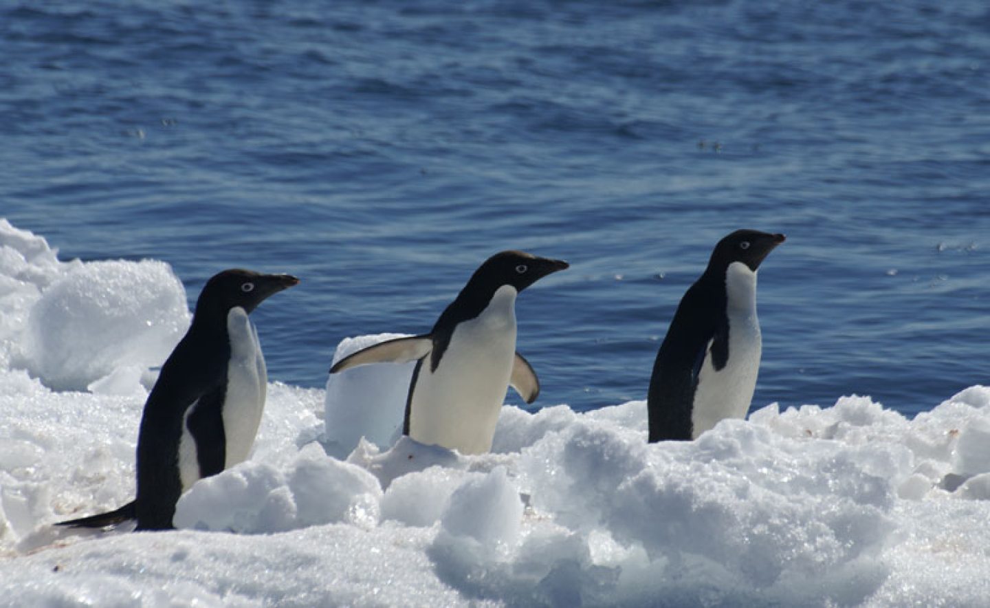 antarctica peninsula paulet island adelie penguins ll