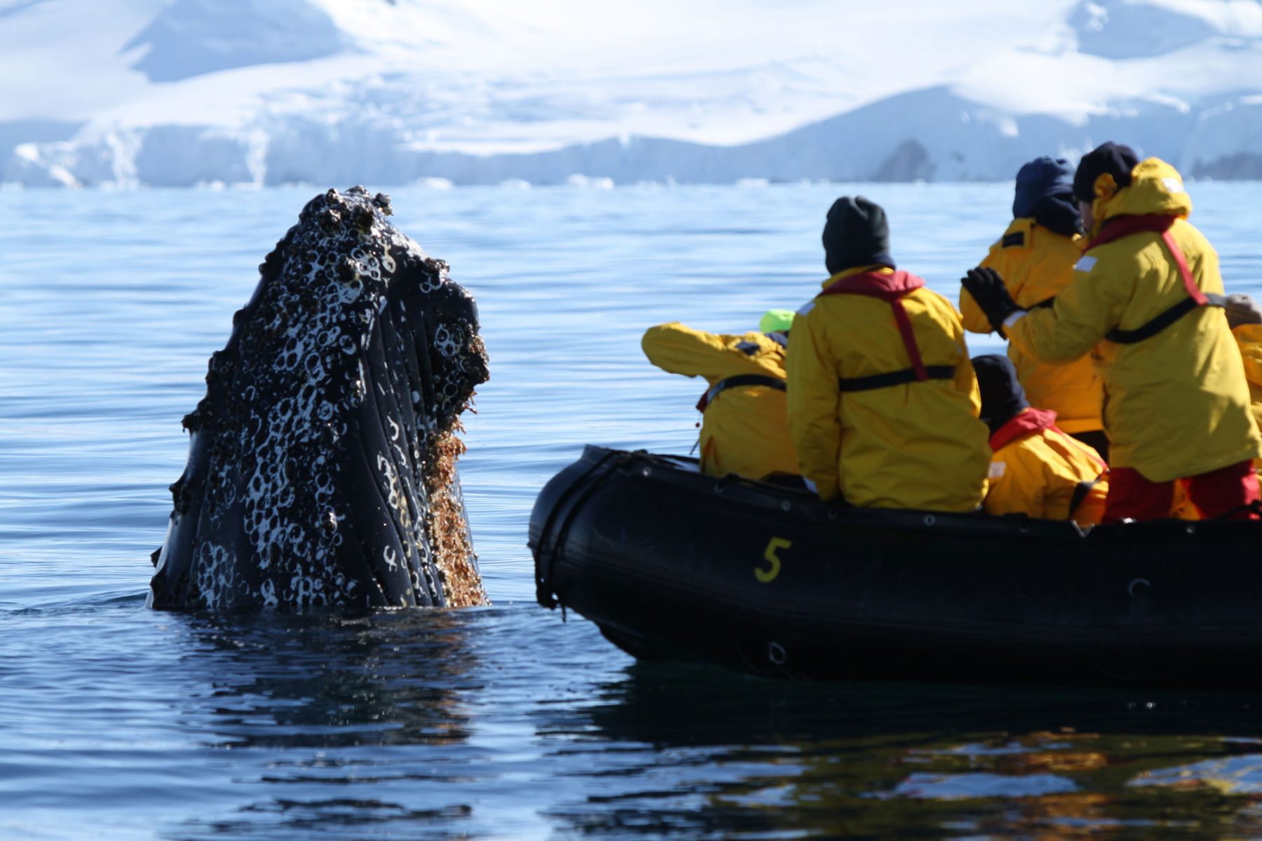 antarctica spyhopping whale and zodiac qe