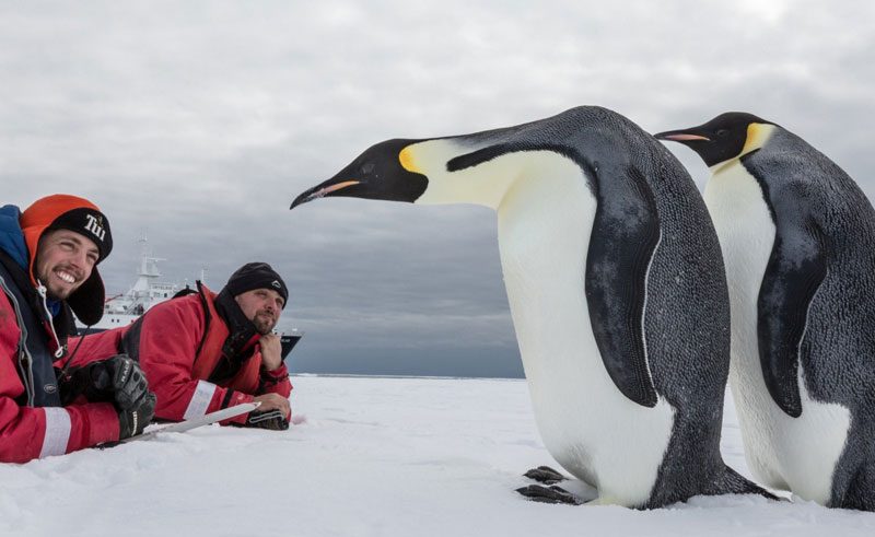antarctica up close with emperor penguins oc