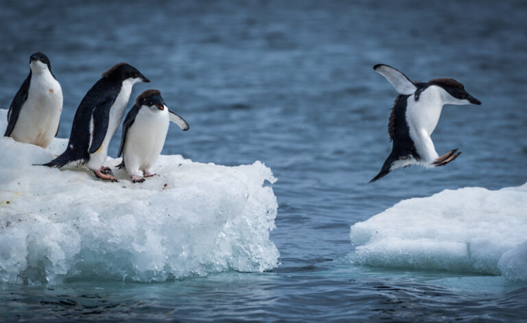 antarctica wildlife adelie penguins icehopping istock