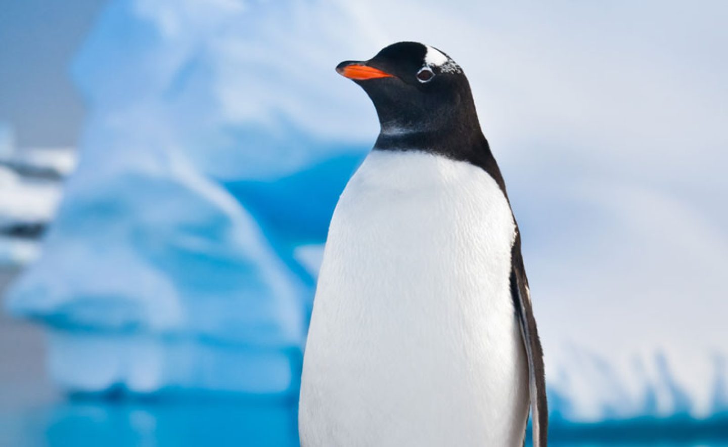 antarctica wildlife gentoo penguin istock