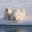 arctic canada polar bear mother and cub on ice edge ac