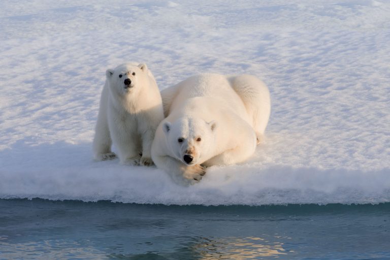arctic canada polar bear mother and cub on ice edge ac