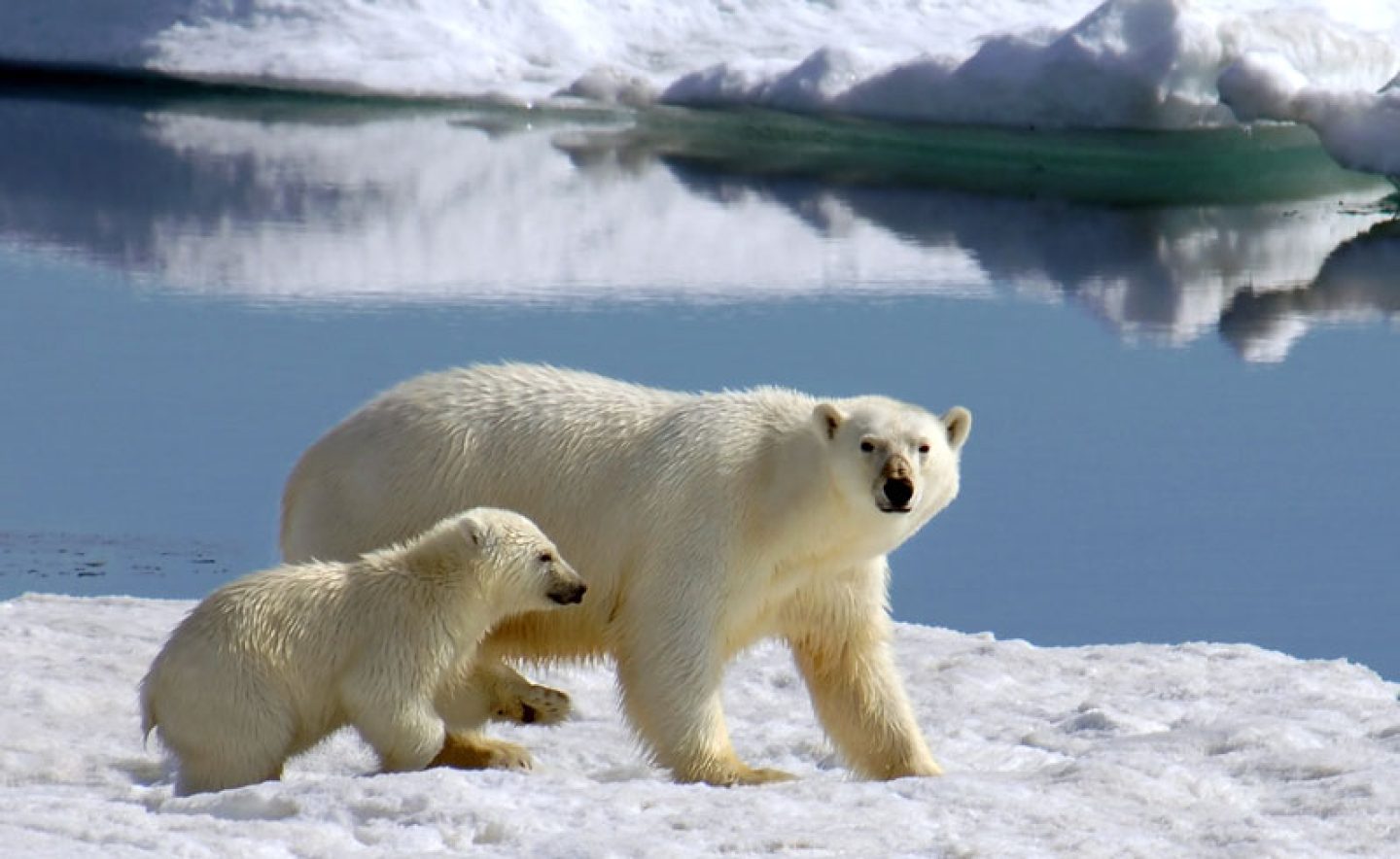 arctic polar bear and cub qe