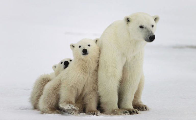 arctic polar bear mother and cubs istock