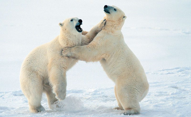 arctic polar bear3 rh