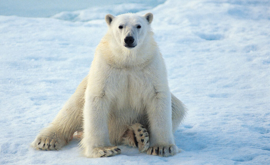 arctic polar bear6 rh