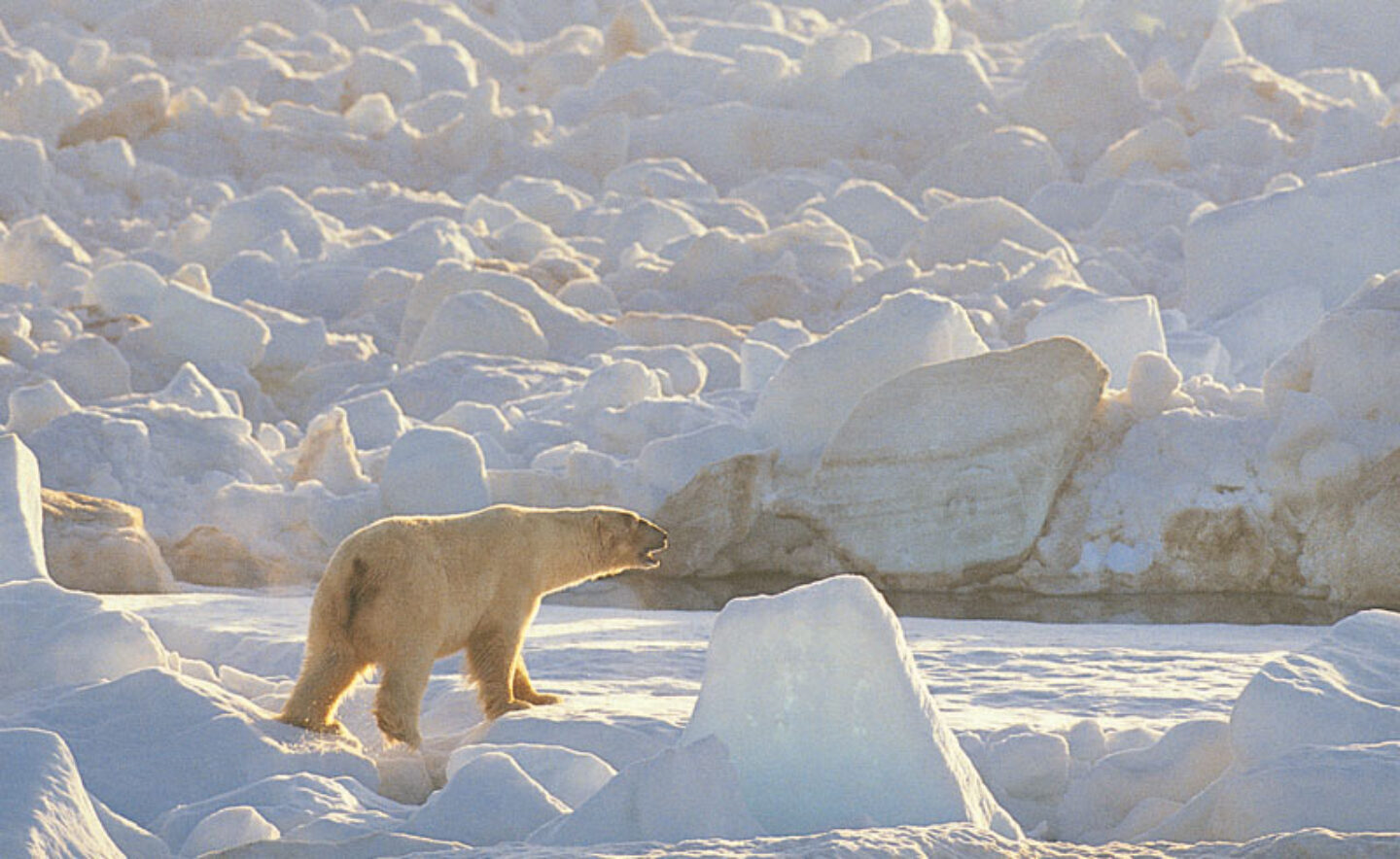 arctic polar bear7