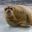 arctic spitsbergen bearded seal istk 1