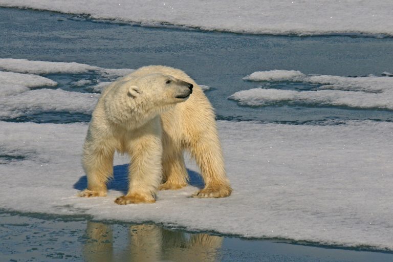 arctic spitsbergen hornsund polar bear istk
